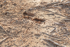 Sus scrofa domesticus