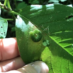 Euplexia benesimilis