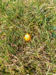 Hygrocybe conicoides