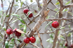 Castela erecta