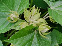 Hibiscus indicus