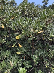 Pittosporum tobira