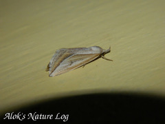 Rhynchina cramboides