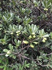 Pittosporum tobira