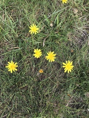 Leontodon saxatilis saxatilis