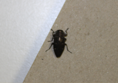 Chrysobothris affinis