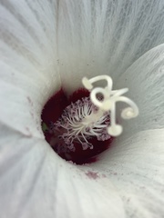 Hibiscus lasiocarpos