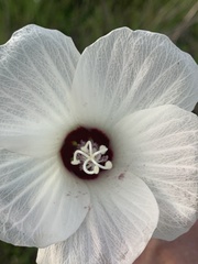 Hibiscus lasiocarpos