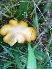 Hygrocybe