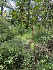Phytolacca americana