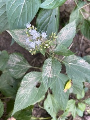 Ageratina altissima