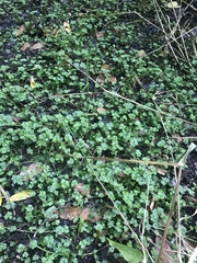 Ranunculus flabellaris