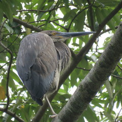 Ardea sumatrana
