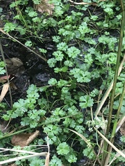 Ranunculus flabellaris