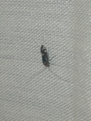 Cerastipsocus trifasciatus