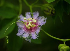 Passiflora cincinnata