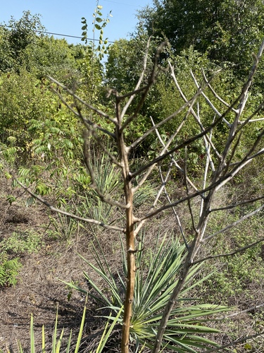 Yucca necopina