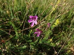 Erodium carvifolium