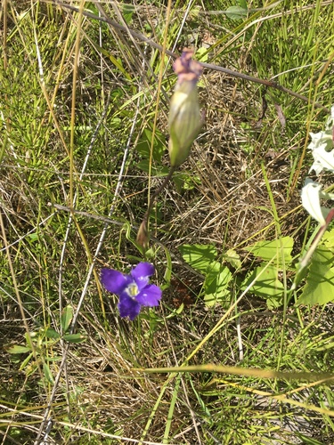 Gentianopsis detonsa ssp. raupii
