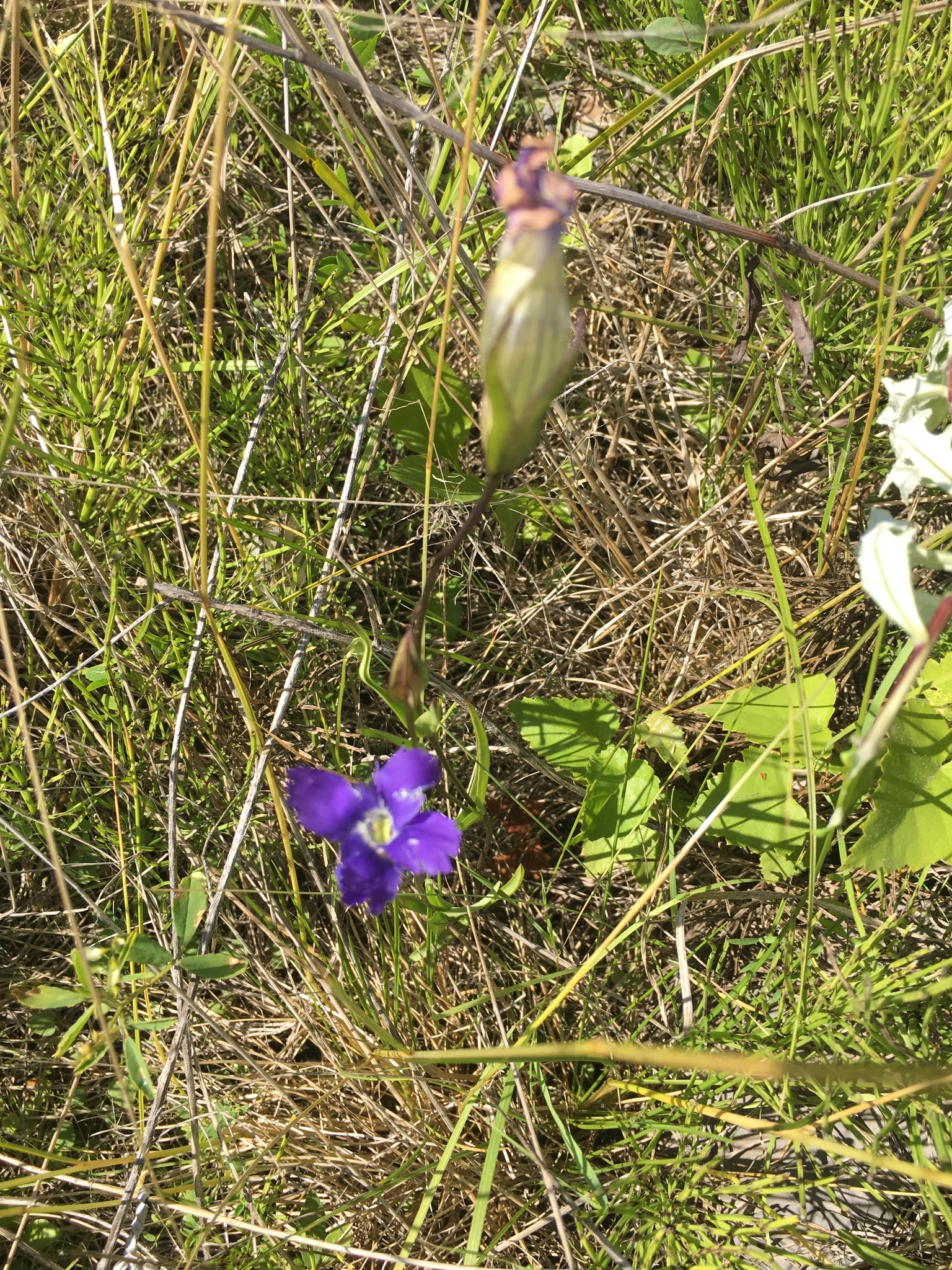 Gentianopsis detonsa ssp. raupii