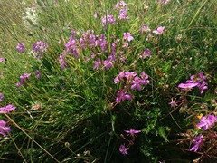 Erodium carvifolium