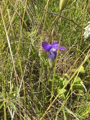 Gentianopsis detonsa raupii