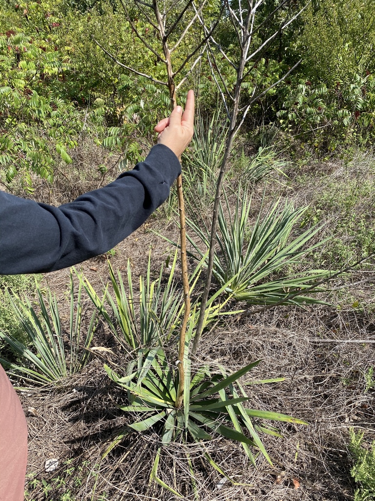 Yucca necopina, N Bowman Springs Rd, Arlington, TX, US