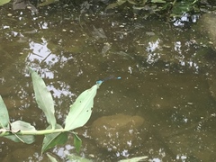 Acanthagrion quadratum
