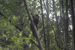 Alouatta macconnelli
