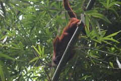 Alouatta macconnelli