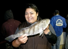 Paralabrax nebulifer