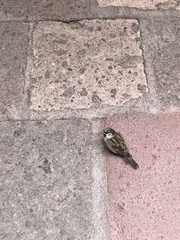 Passer domesticus