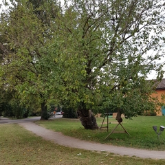 Ulmus pumila