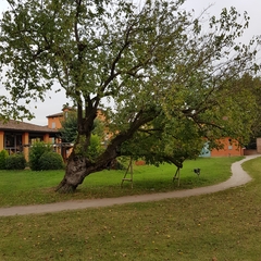 Ulmus pumila