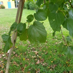Ulmus pumila