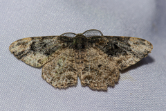 Parapholodes fuliginea