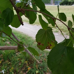 Ulmus pumila