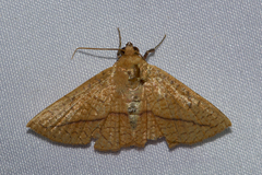 Striglina