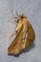 Striglina