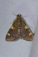 Rehimena