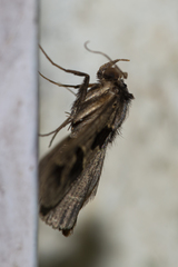 Tephriopis divulsa