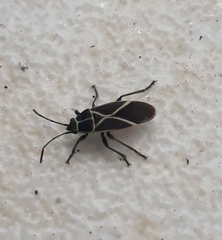 Craspeduchus xanthostaurus