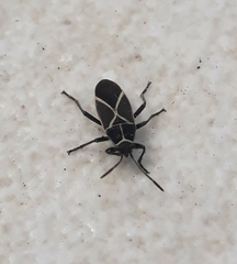 Craspeduchus xanthostaurus