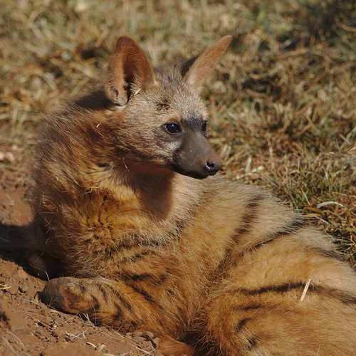 Eastern Aardwolf (Proteles septentrionalis) — Data Deficient Mammalia