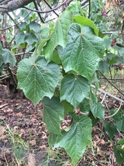 Sparrmannia africana