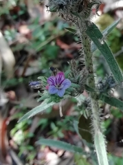 Echium tuberculatum