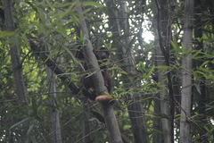 Alouatta macconnelli