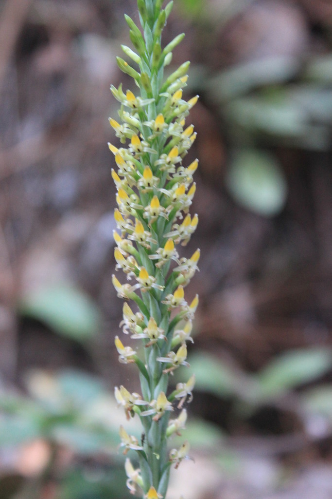 Galeoglossum tubulosum