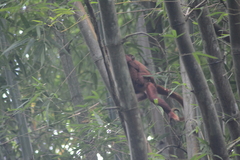 Alouatta macconnelli