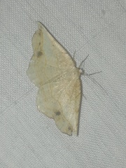 Antepione thisoaria